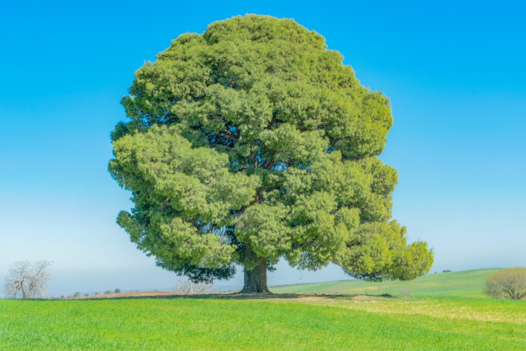 Egetræet - Robusthed - Hvad er resiliens?